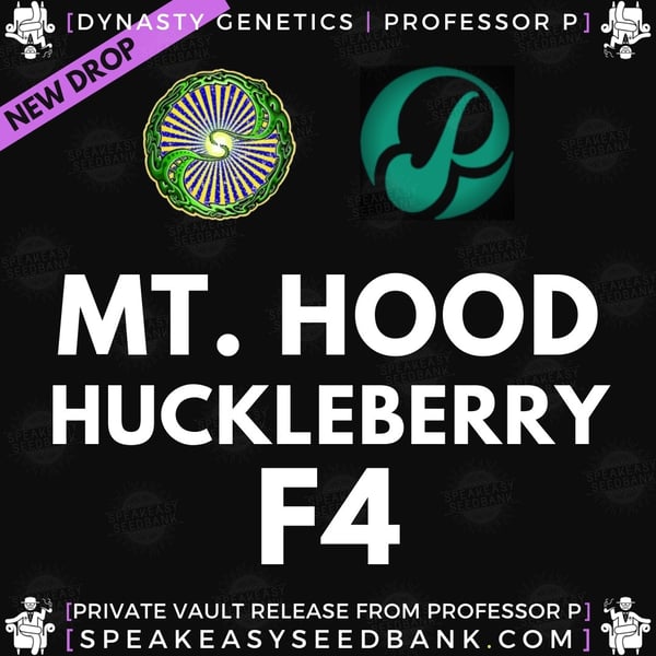 Speakeasy presents Mt. Hood Huckleberry F4 by Dynasty Genetics