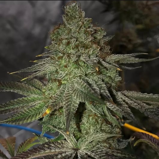 Banana OG x 88G13/HP