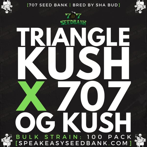 Triangle Kush x 707 OG Kush by 707 Seed Bank