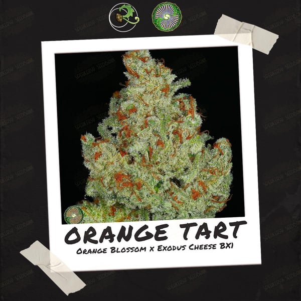 Orange Tart by Professor P