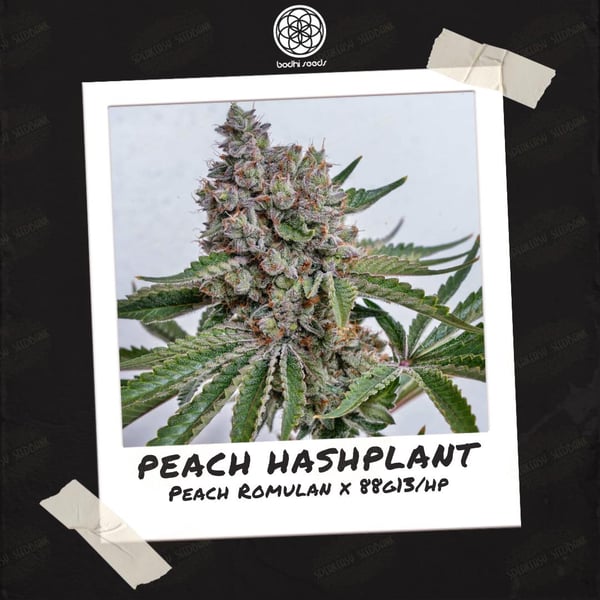 Polaroid picture of a live, flowering cannabis plant cola with knubby purple tinted calyx stacks and long/thin green leaves.