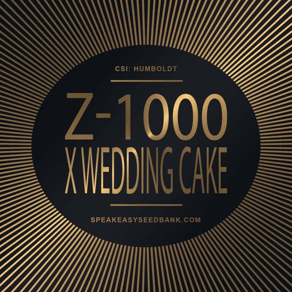 Speakeasy presents Z-1000 x Wedding Cake