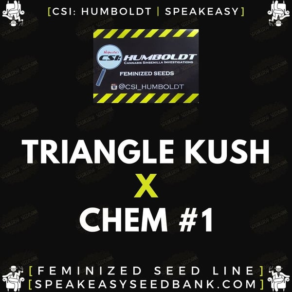 Speakeasy presents Triangle Kush x Chemdog #1
