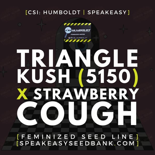 5150 Triangle Kush x Strawberry Cough by CSI Humboldt