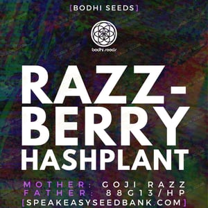 Razzberry Hashplant by Bodhi Seeds