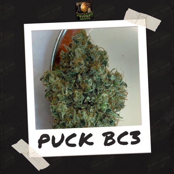 Puck BC3 by Crickets and Cicada Seeds