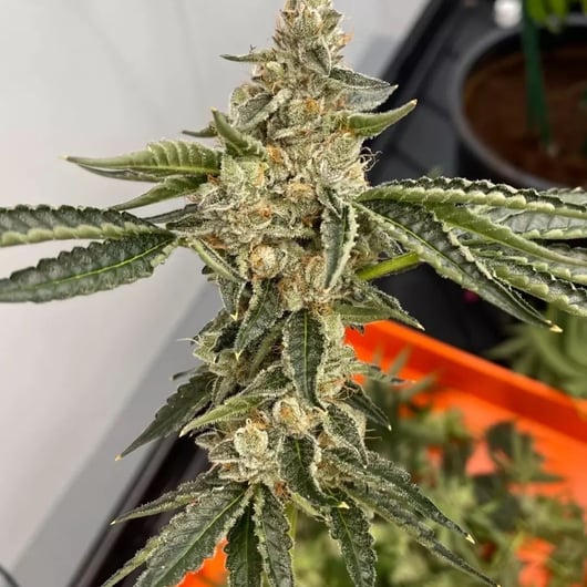 Passion Fruit Hashplant