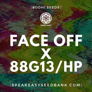 Face Off x 88G13 Hashplant by Bodhi Seeds