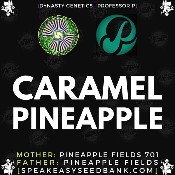 Speakeasy presents Caramel Pineapple by Dynasty Genetics