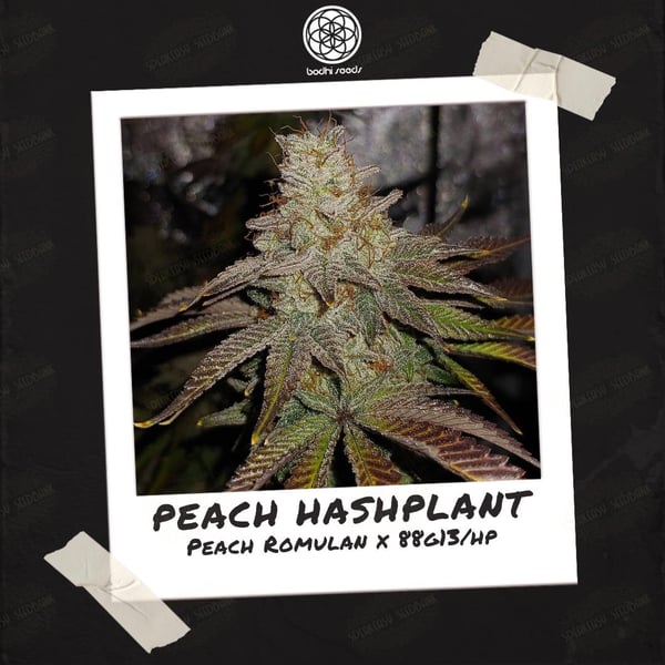 Polaroid of a live, flowering cannabis plant growing in a tent with sandy resin and purple/green leaves labeled as Peach Hashplant.