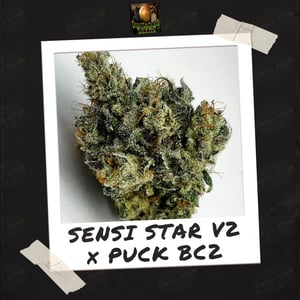 Sensi Star V2 x Puck BC2 by Crickets and Cicada Seeds