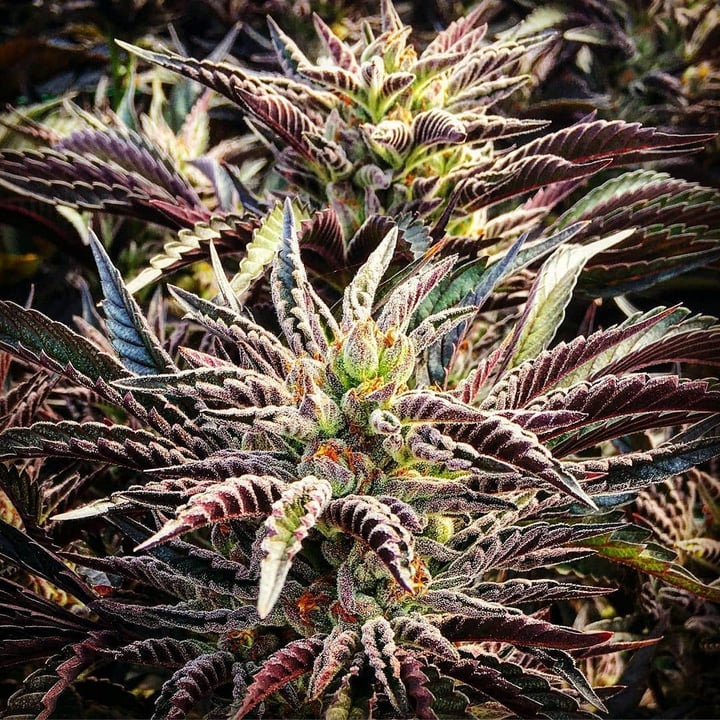 Strain: Snow Cone | Seedmaker: 707 Seedbank