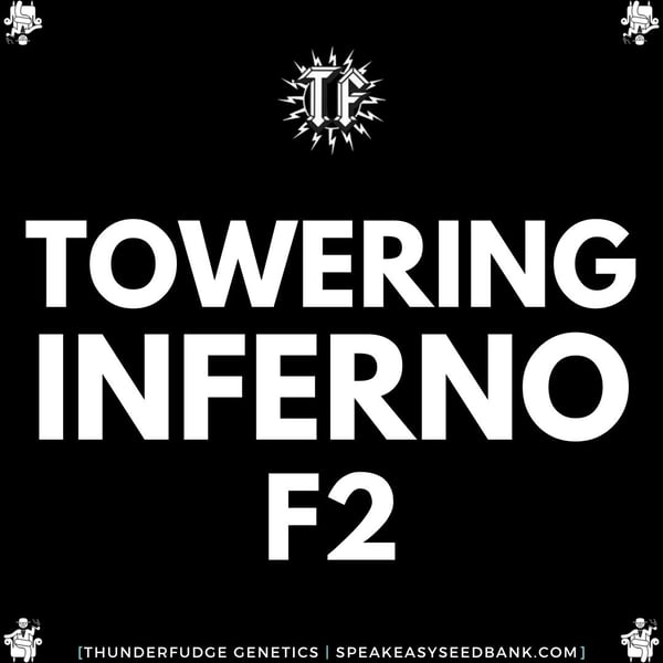 Speakeasy presents Towering Inferno F2 by Thunderfudge Genetics