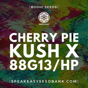 Cherry Pie Kush x 88G13 Hashplant by Bodhi Seeds