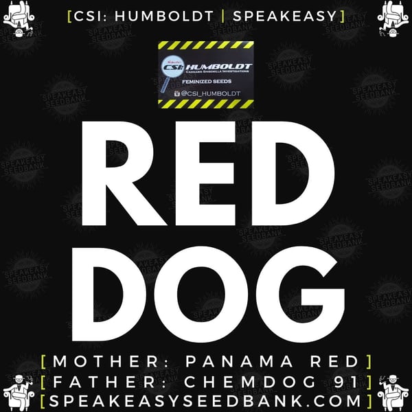 Speakeasy presents Red Dog by CSI Humboldt (Feminized Seeds)