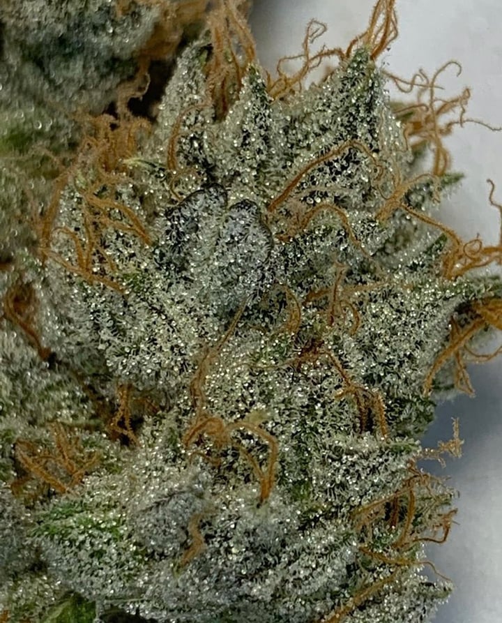 Strain: Dinosaur Cookies | Seedmaker: Crickets and Cicada Seeds