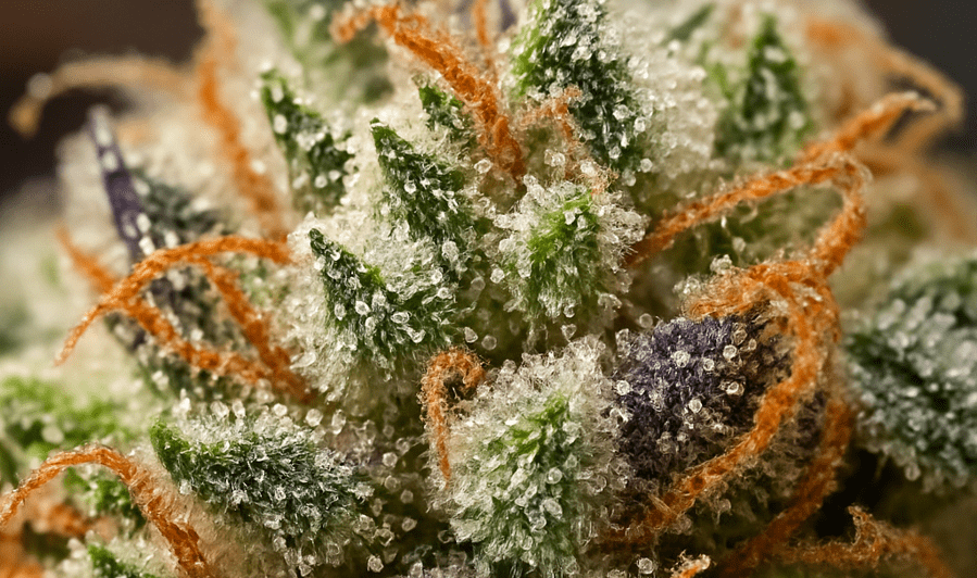 cannabis