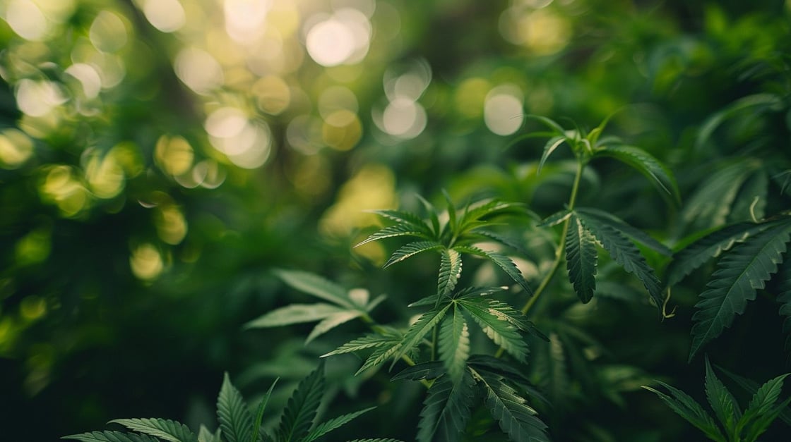 Hybrid Weed