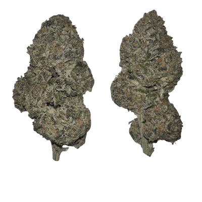 Forum Cut Cookies