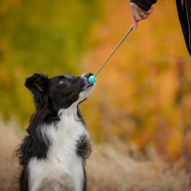 Pro Dog Target treeningpulk, roheline - Tootepilt 2