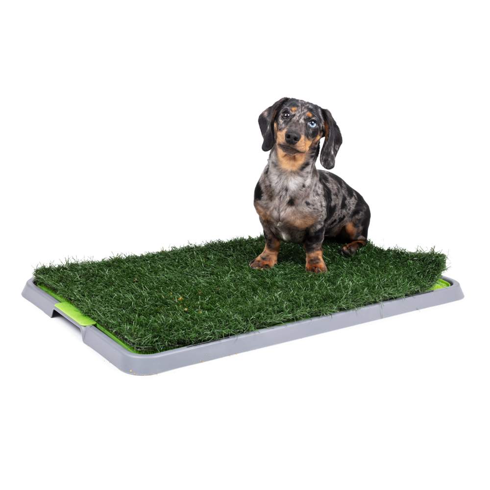 Little & Bigger Indoor Potty Patch siseruumi tualett - Tootepilt