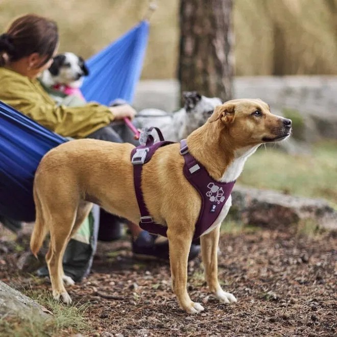 Hurtta Weekend Warrior krūšu siksna II ECO, 45-60 cm, tumši violeta - Produkta attēls 3