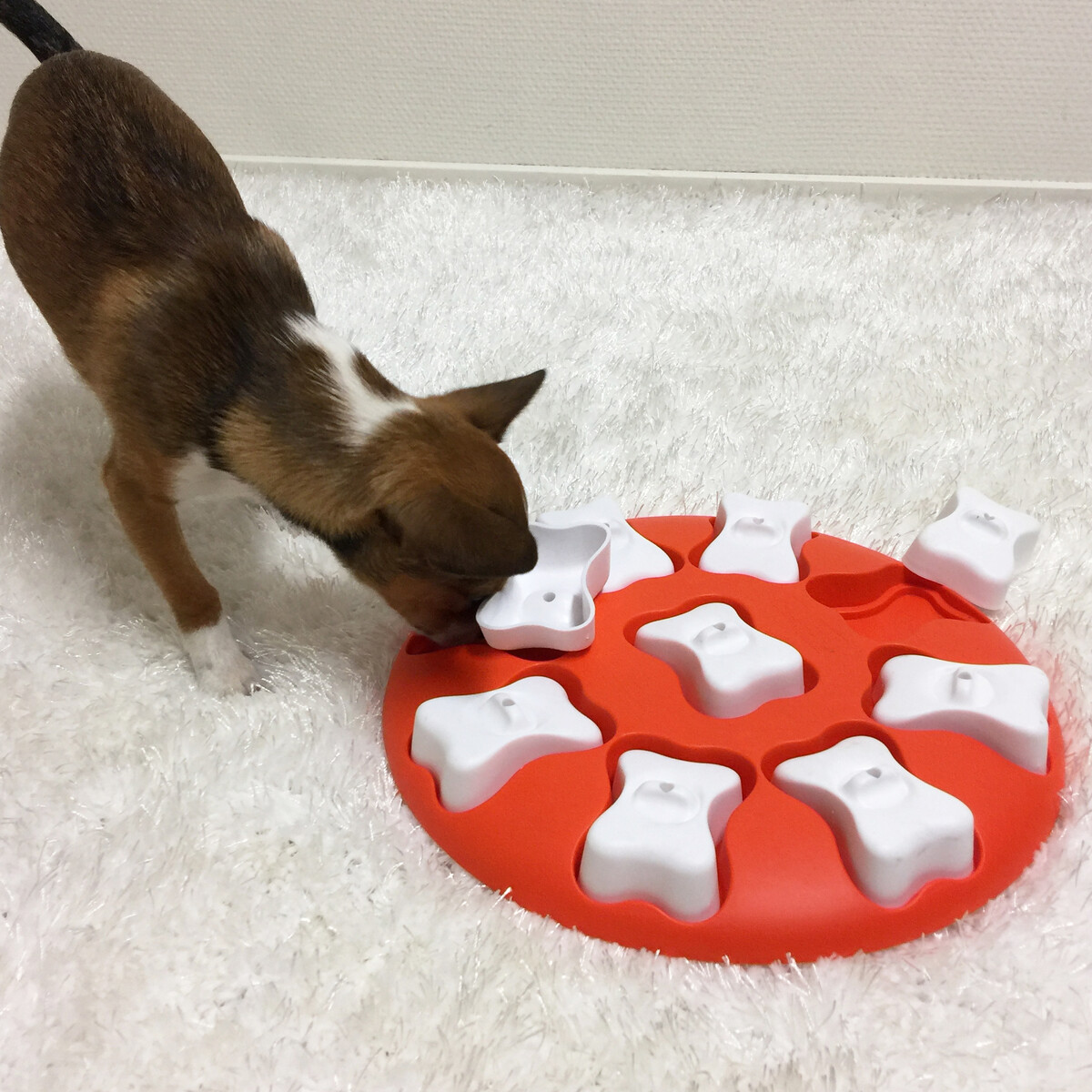 Nina Ottosson Dog Smart 1 lygio interaktyvus galvosūkis šunims - 
