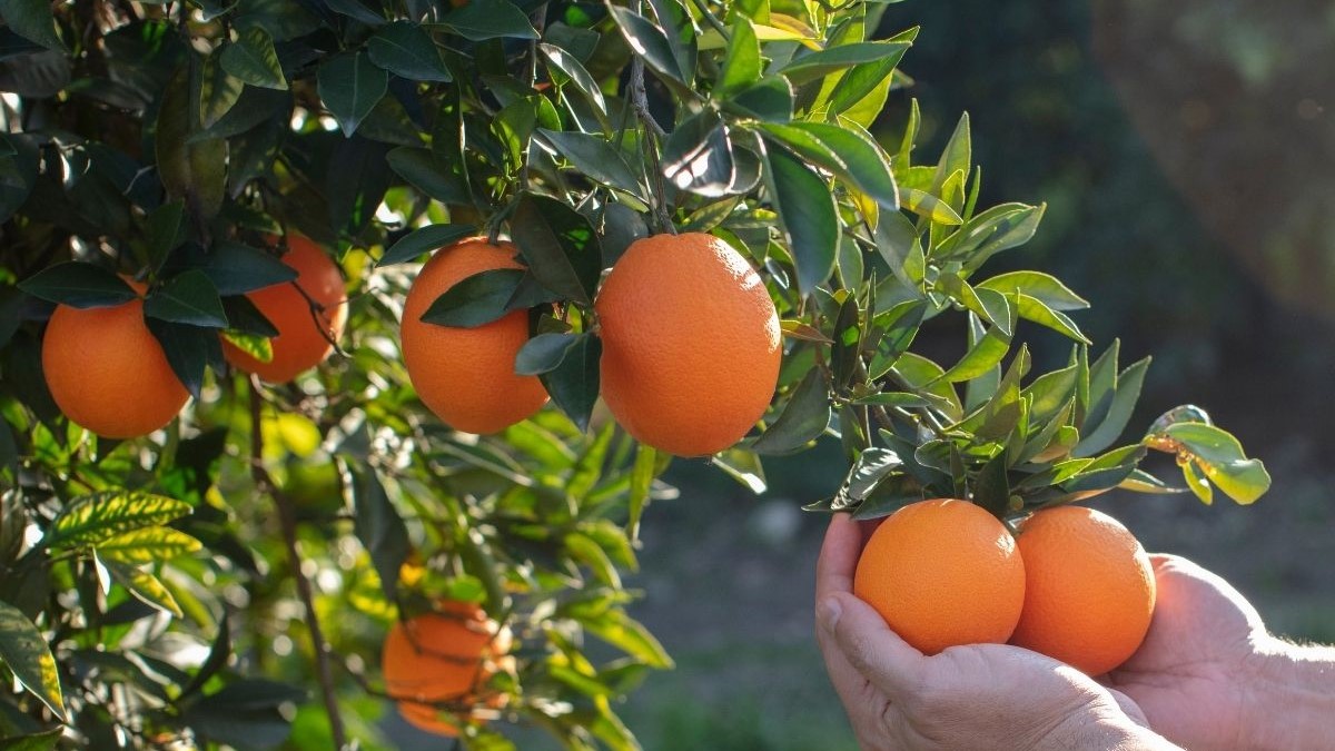 新竹老爺酒店【好桔利】含早餐專案 NT$3,800+10%－加贈桔滿緣農場採果入場券