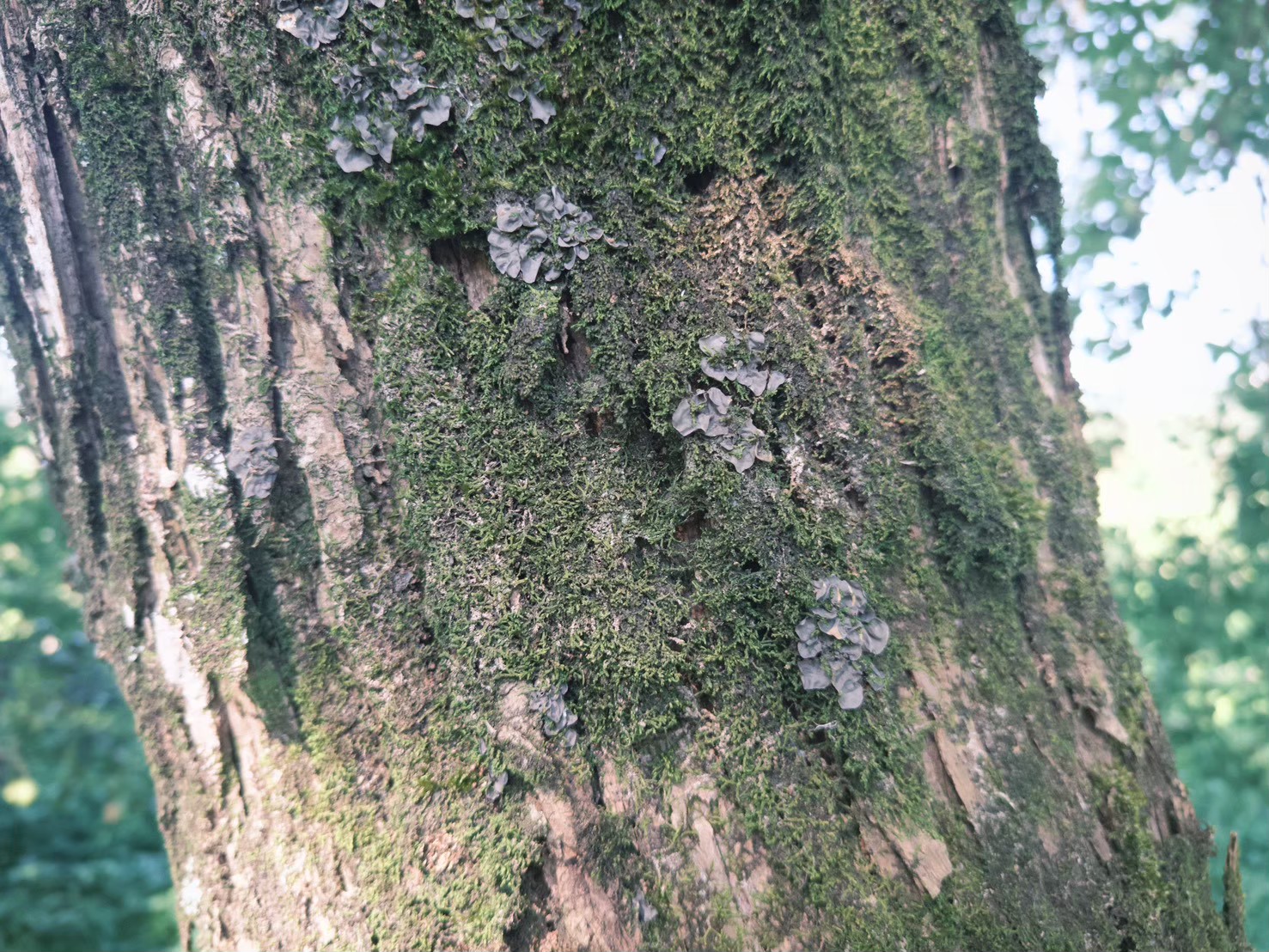 LINE_ALBUM_劉克襄10月走讀場勘_260902_61.jpg