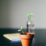 growth mindset verandering effectory