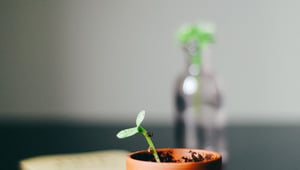 growth mindset verandering effectory