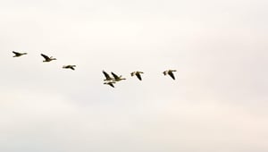 Waarom verandermanagement vaak faalt