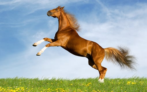 A Diversidade de Produtos no Cantinho do Cavalo