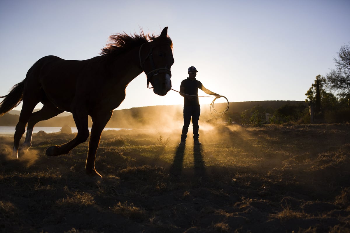 Tudo sobre Produtos Equestres no Cantinho do Cavalo