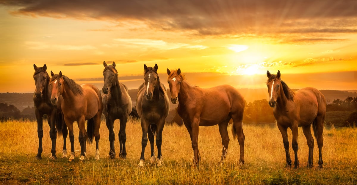 O Impacto do Ambiente no Desempenho dos Cavalos