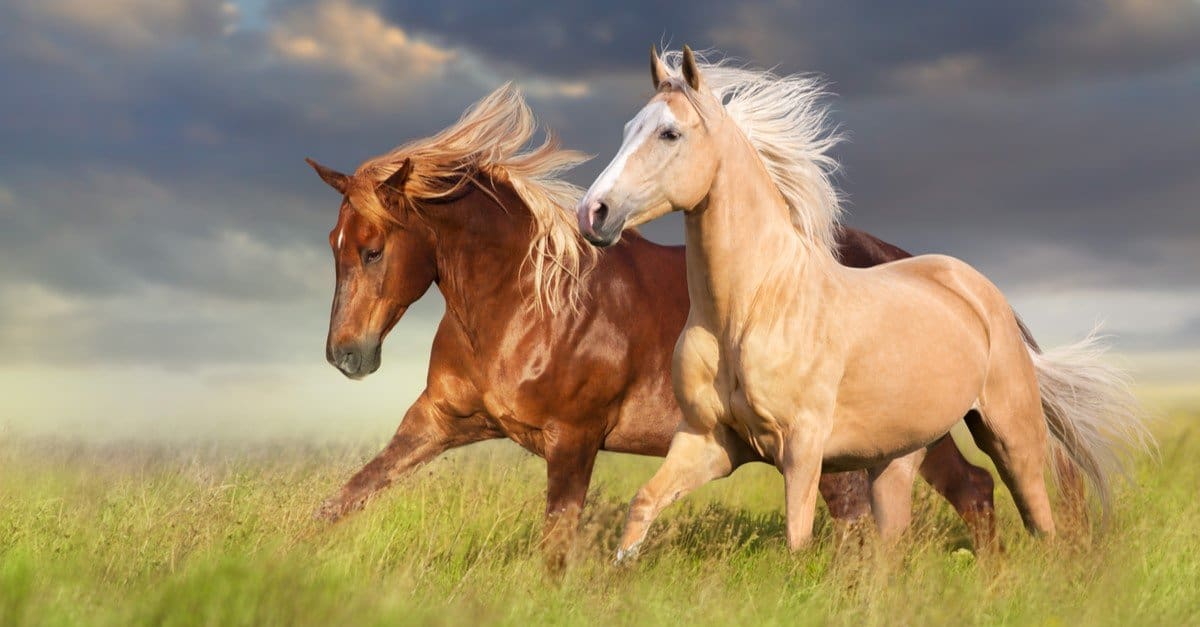 Treino Regular: Como Criar um Plano Eficaz para o Seu Cavalo