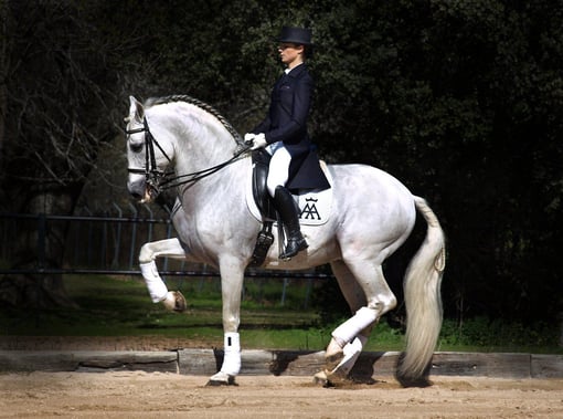 Equipamento Inovador para Cavalos: O Futuro da Equitação