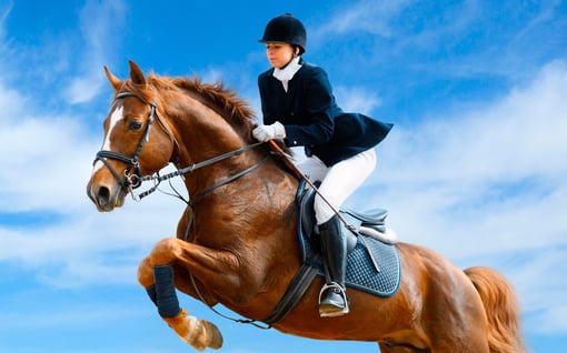 Lojas Cantinho do Cavalo: Emoção Equestre