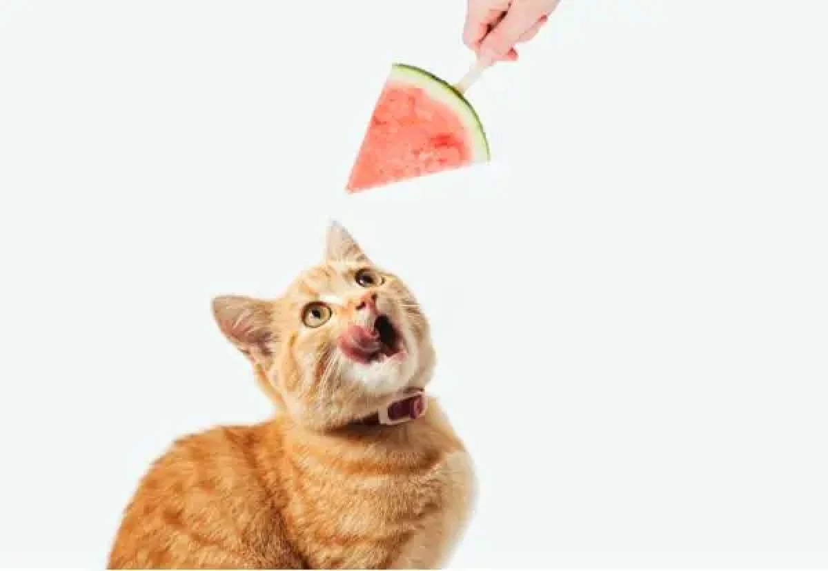Frutas que os gatos podem comer