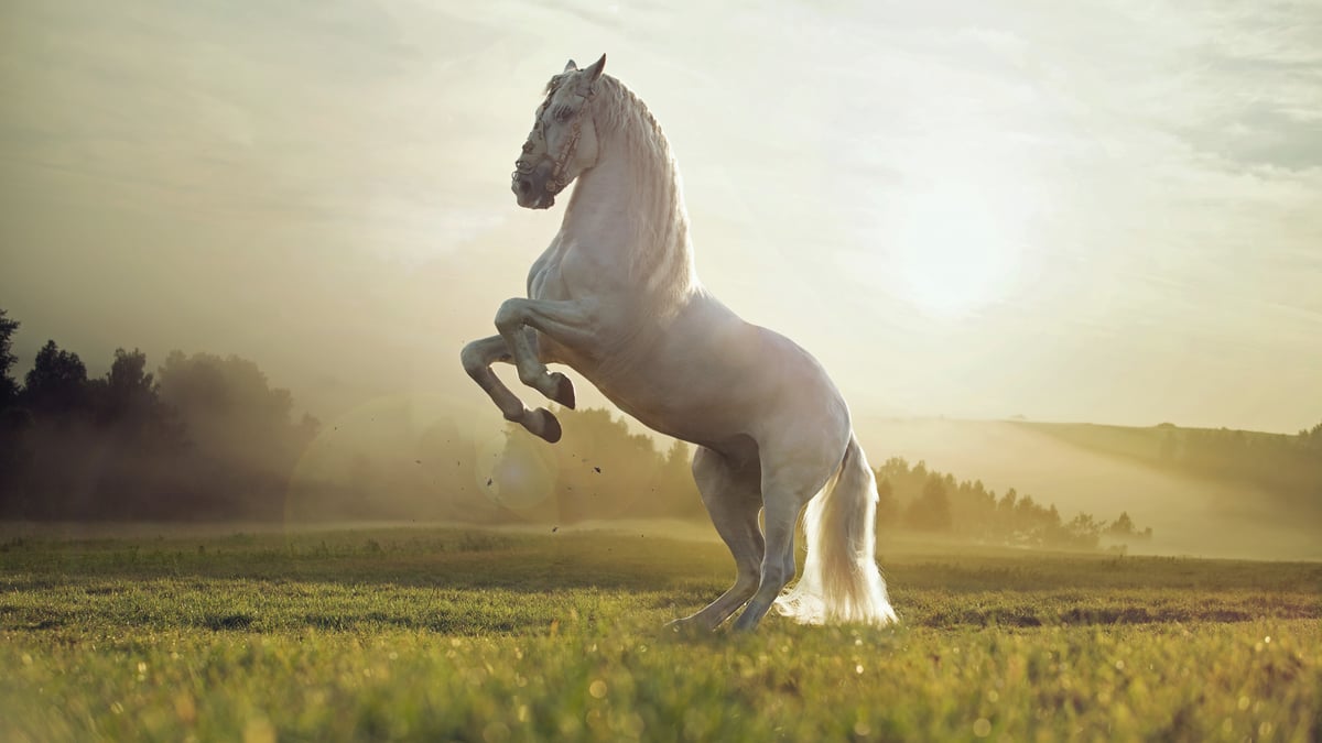 História e Fundação do Cantinho do Cavalo
