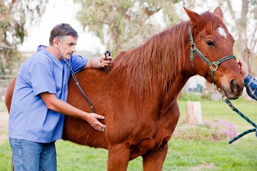A Excelência em Produtos e Serviços no Cantinho do Cavalo