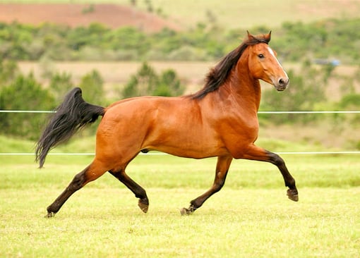 Adrenalina e Competição: Viva o Hipódromo do Cantinho do Cavalo