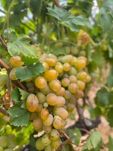 Uva dona maria