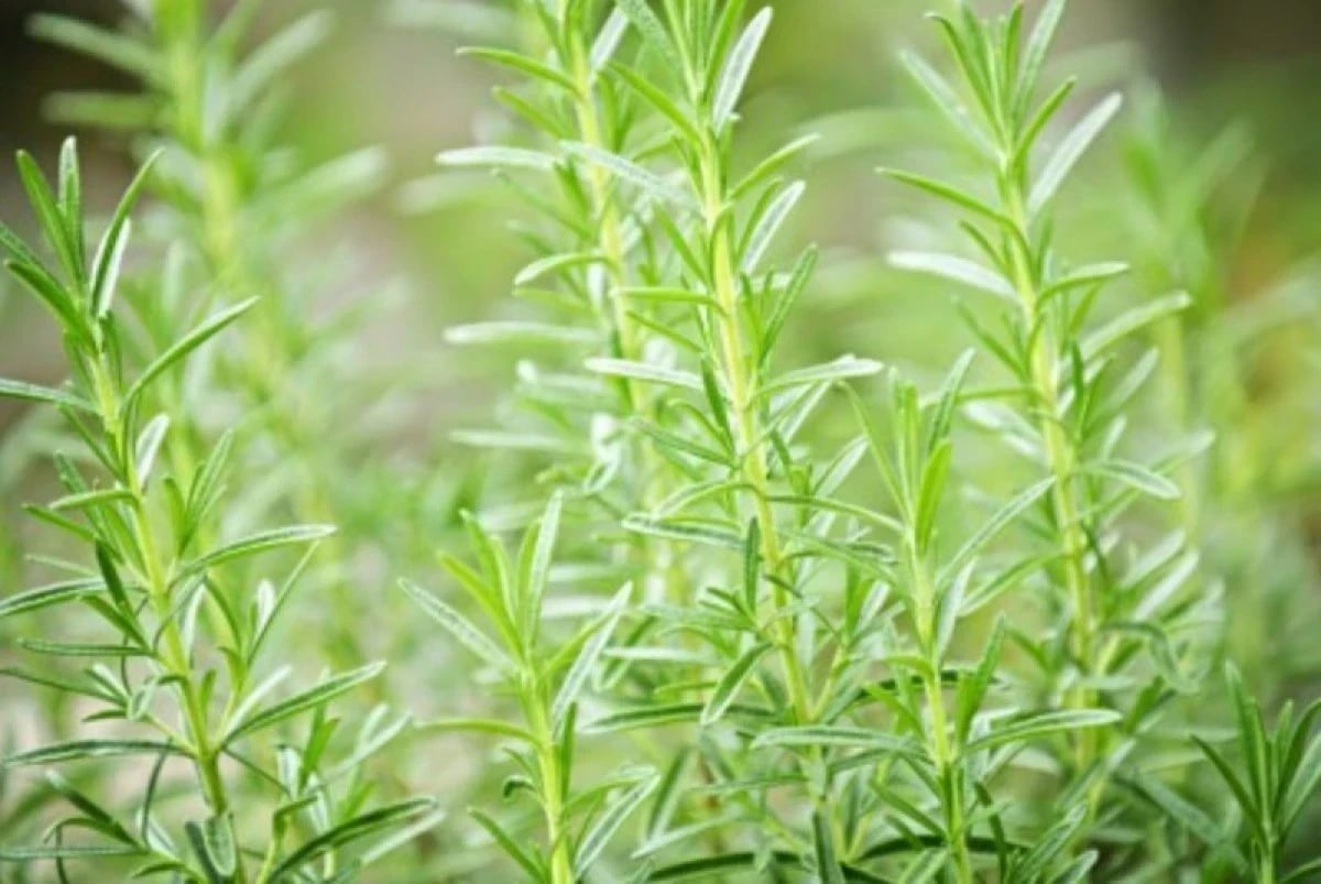 3 importantes benefícios do alecrim para a saúde