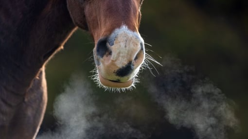 Cuidados com o Cavalo durante o Inverno
