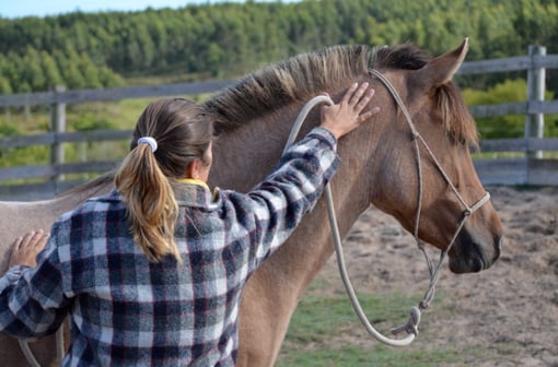 A Importância do Bem-Estar Equino: Atendimento Personalizado