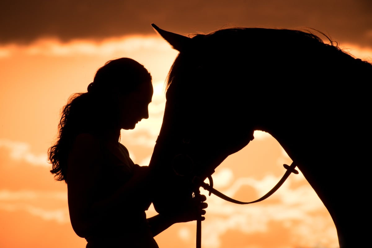 Cantinho do Cavalo: Mais que uma Loja, uma Paixão Equestre