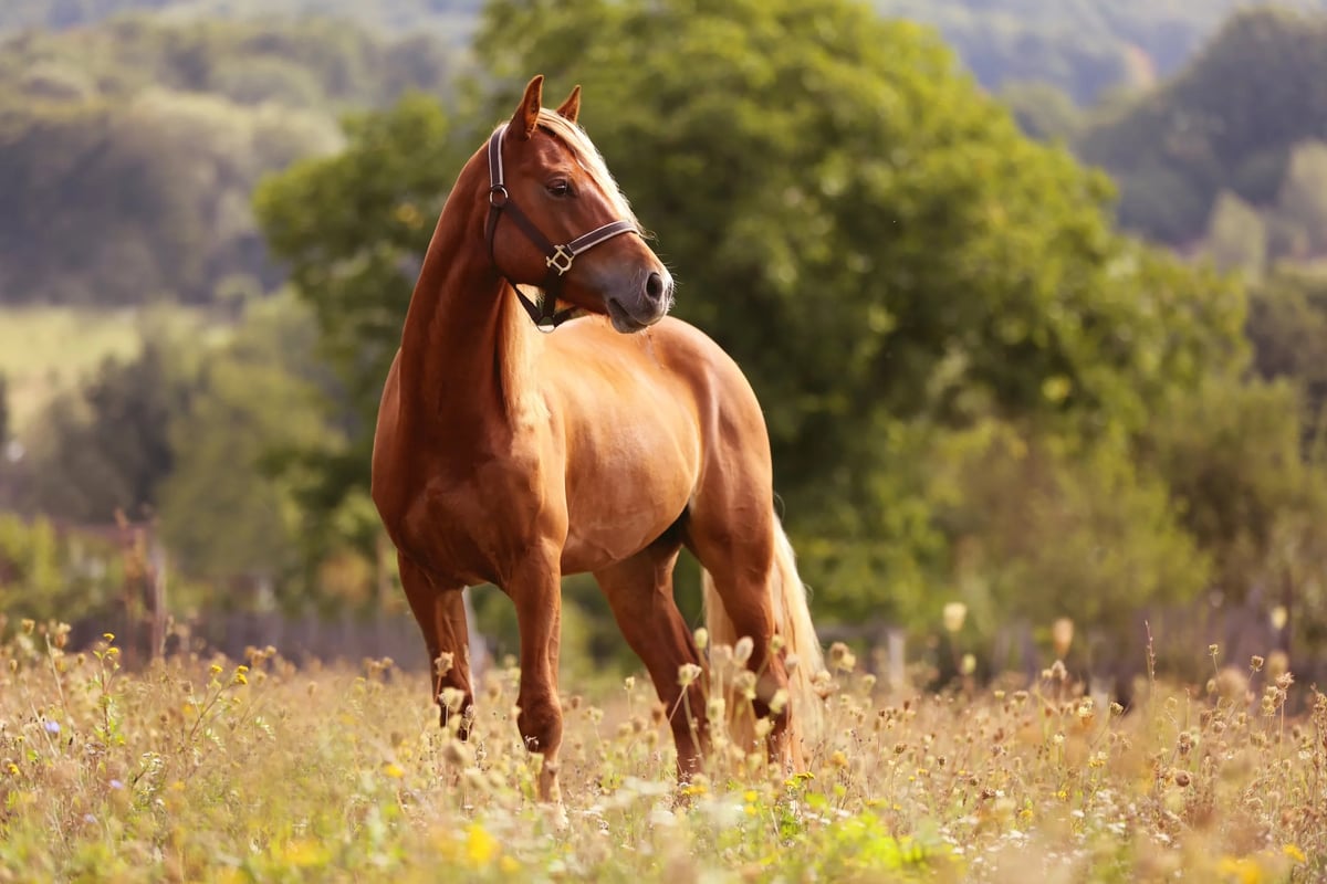 Produtos e Serviços Oferecidos pelo Cantinho do Cavalo