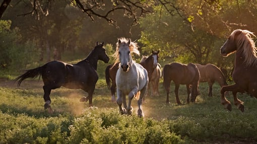 Visão Futura do Cantinho do Cavalo: Expansão e Inovação