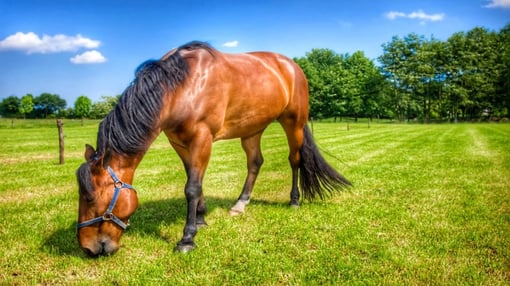 Como Preparar o Seu Cavalo para Competições de Alto Desempenho
